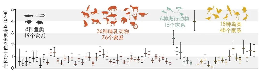 Nature：浙江大学张国捷团队解密脊椎动物世代间DNA突变界限、父母谁的贡献更多插图2