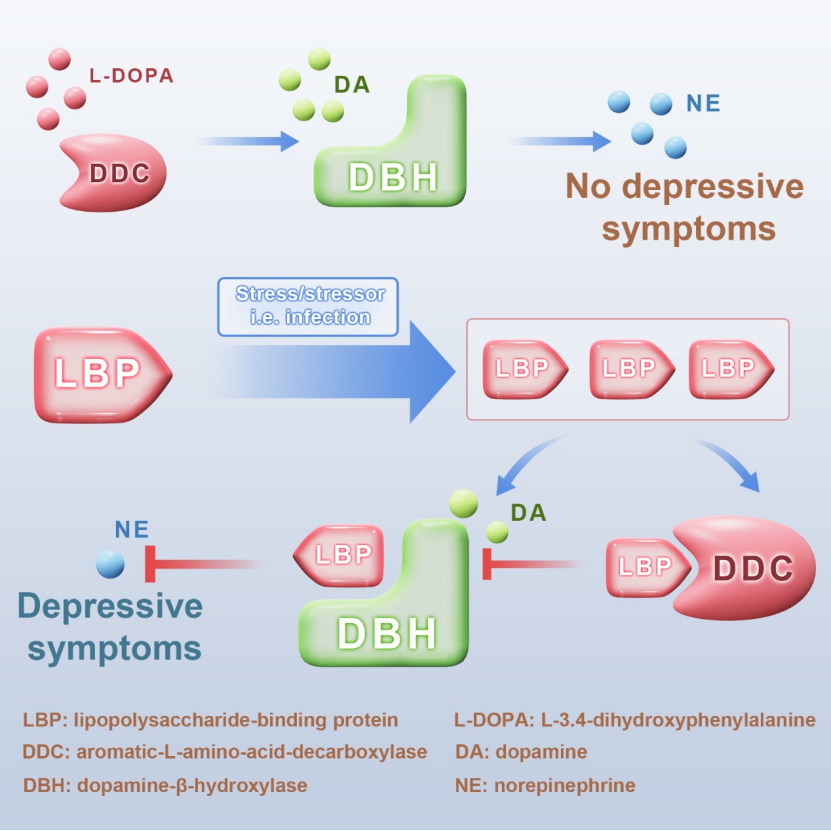 Immunity：赖仞团队揭示压力促进抑郁的潜在机制，并提出治疗新靶点