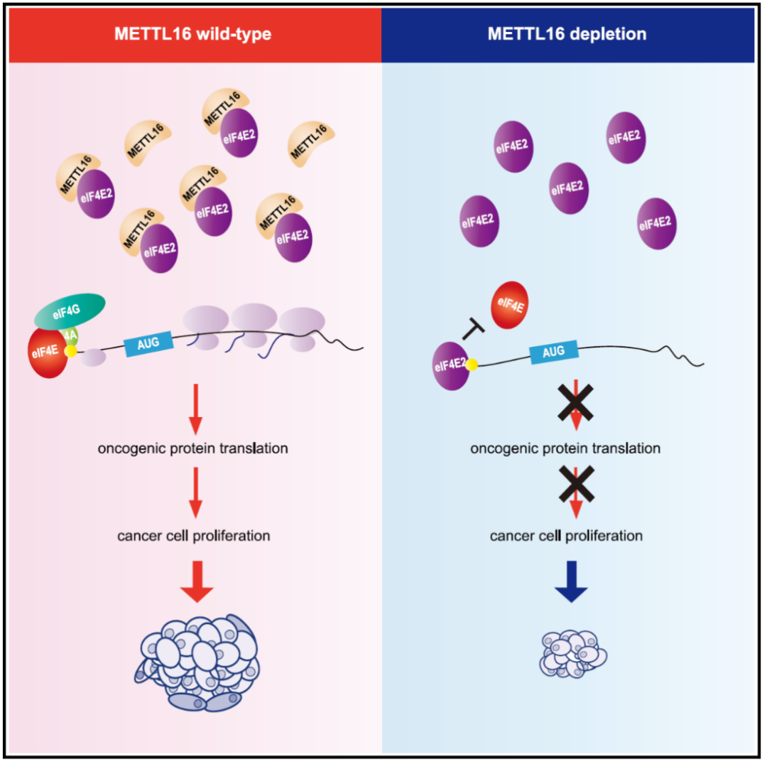 Cell Reports | 周君/刘晓敏课题组合作报道METTL16调控mRNA帽结构识别促进翻译及肺癌发展