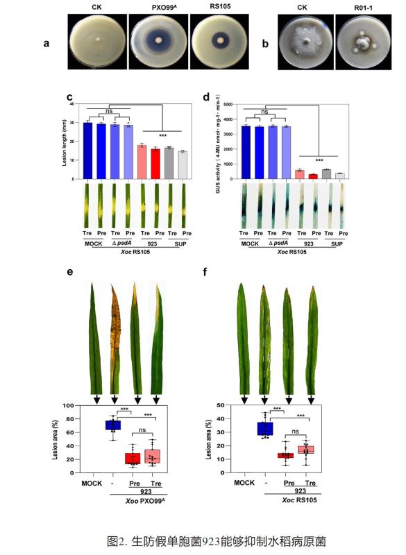 Nature Communications发文揭示植物病原菌拮抗活性物吡唑三嗪的生物合成与调控机制