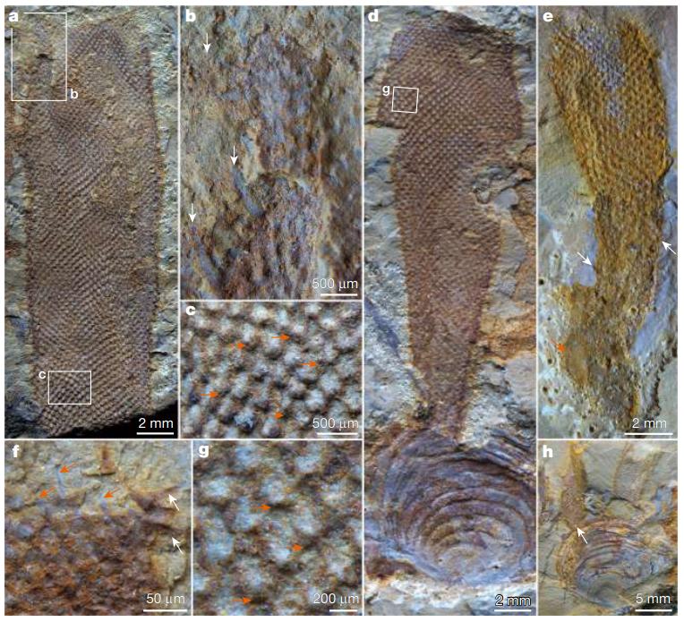 两篇Nature论文打架：云南大学最新Nature论文指出两年前Nature重磅研究有误