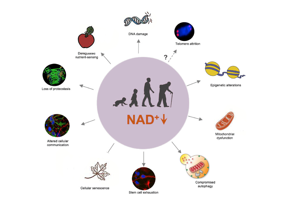 李翔团队证实，低剂量尼古丁可激活NAD+合成、延缓衰老插图1