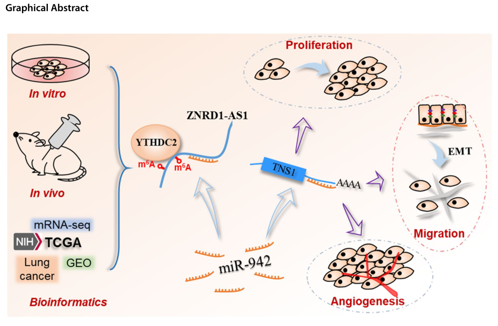 Molecular Cancer: LncRNA ZNRD1-AS1通过miR-942/TNS1轴促进恶性肺细胞的增殖、迁移和血管生成