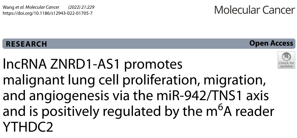 Molecular Cancer: LncRNA ZNRD1-AS1通过miR-942/TNS1轴促进恶性肺细胞的增殖、迁移和血管生成