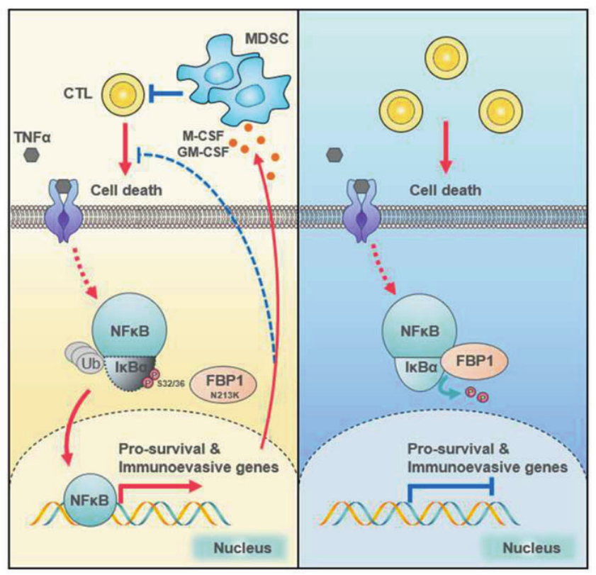 Cell Research: 科学家揭示了一种代谢酶参与细胞的代谢过程并抑制结直肠肿瘤的发生