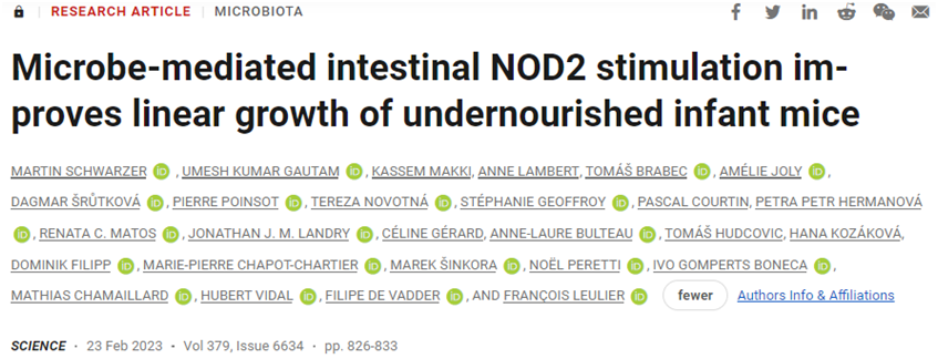 Science：新研究揭示植物乳杆菌的细胞壁可促进慢性营养不良小鼠的生长