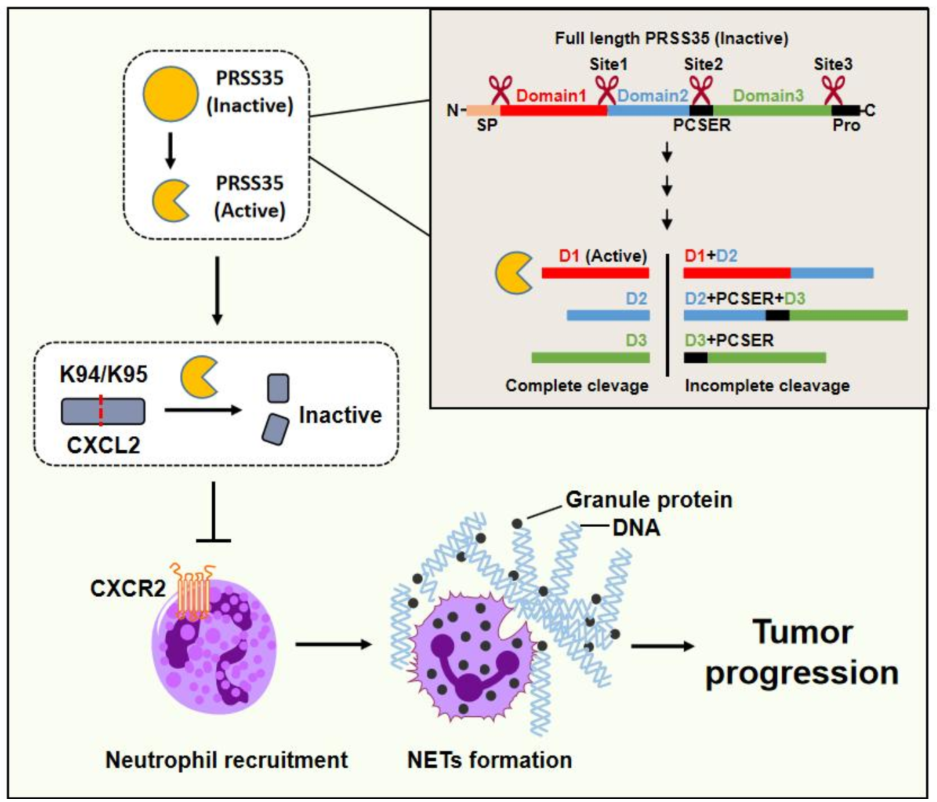 Nat Commun | 张华凤/高平合作发现分泌蛋白酶PRSS35通过抑制中性粒细胞外陷阱而影响肝癌进程