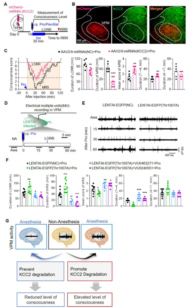 Nature Neuroscience：宋学军团队揭示意识重启机制，意识恢复是个主动过程