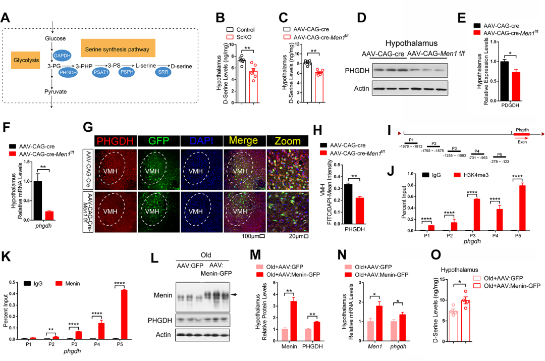 厦大团队发现下丘脑Menin蛋白或为衰老关键靶点，膳食补充D-丝氨酸可延缓衰老和认知衰退