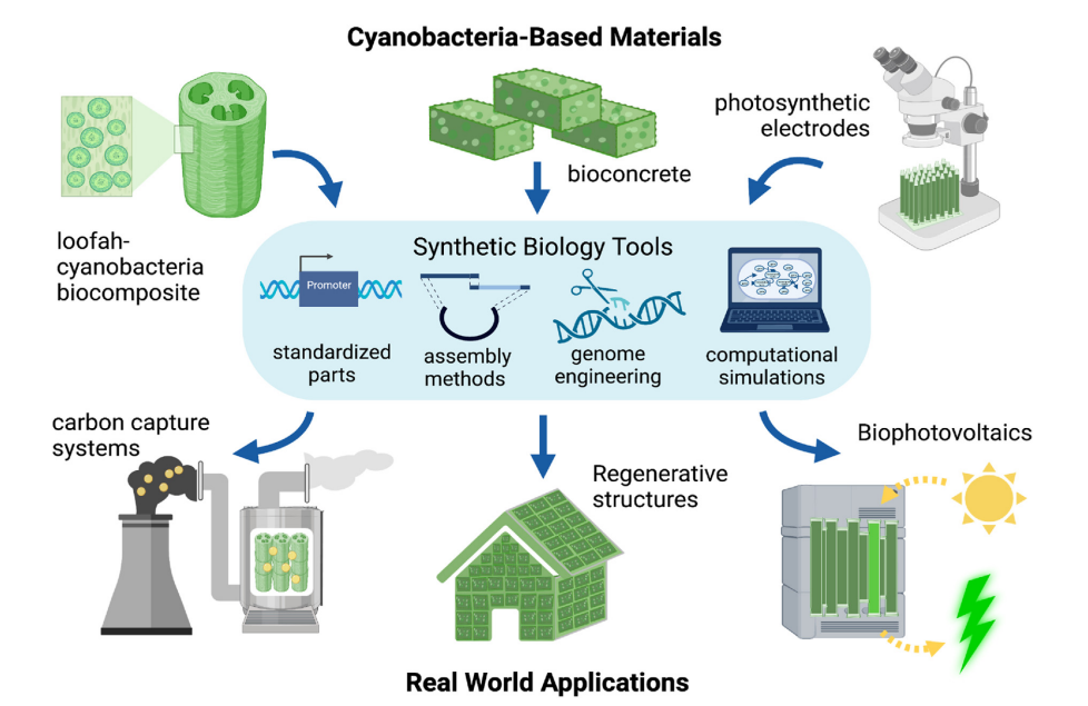 Materials Today Bio 结合合成生物学开发基于蓝藻的新生物材料的进展与展望 生物研究专区 生物谷