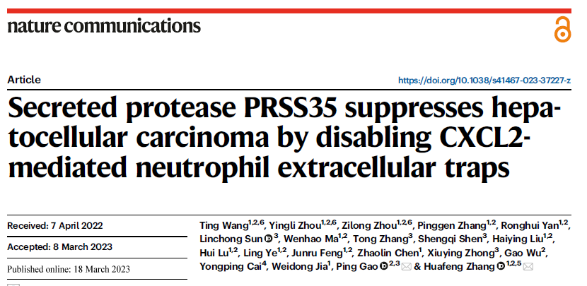 Nat Commun | 张华凤/高平合作发现分泌蛋白酶PRSS35通过抑制中性粒细胞外陷阱而影响肝癌进程