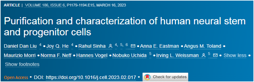 Cell：利用新方法成功纯化和表征人类神经干细胞