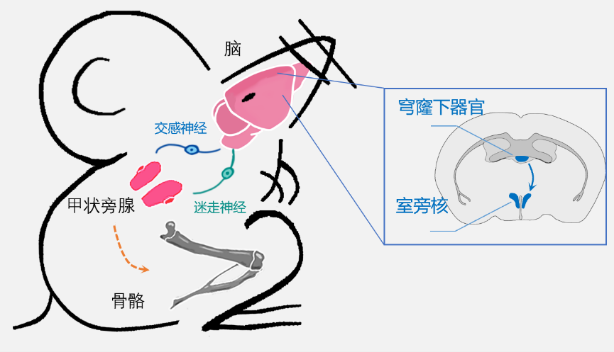 Neuron：中科院深圳先进院杨帆团队揭示大脑对骨代谢的调节