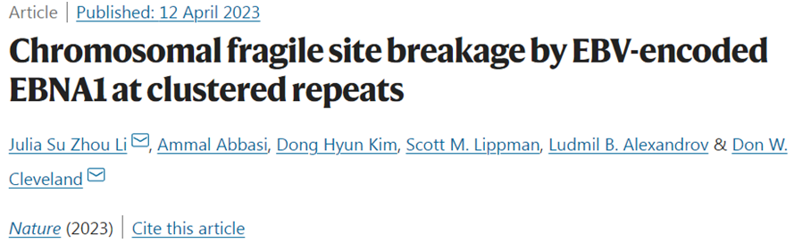 Nature：新研究揭示EBV病毒诱导人体染色体断裂进而导致癌症产生机制