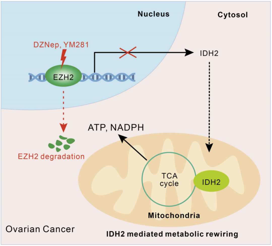 Mol Cancer：中山大学谭静团队揭示了EZH2在卵巢癌中的新致癌作用 - 医疗健康专区 - 生物谷