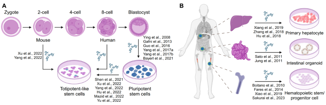 Cell Stem Cell：邓宏魁综述化学重编程调控细胞命运的应用和未来前景