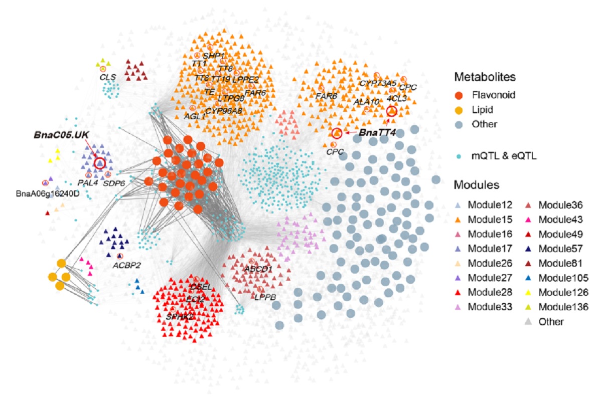 图1 含油量标记代谢物、QTL和基因之间的三元关系网络