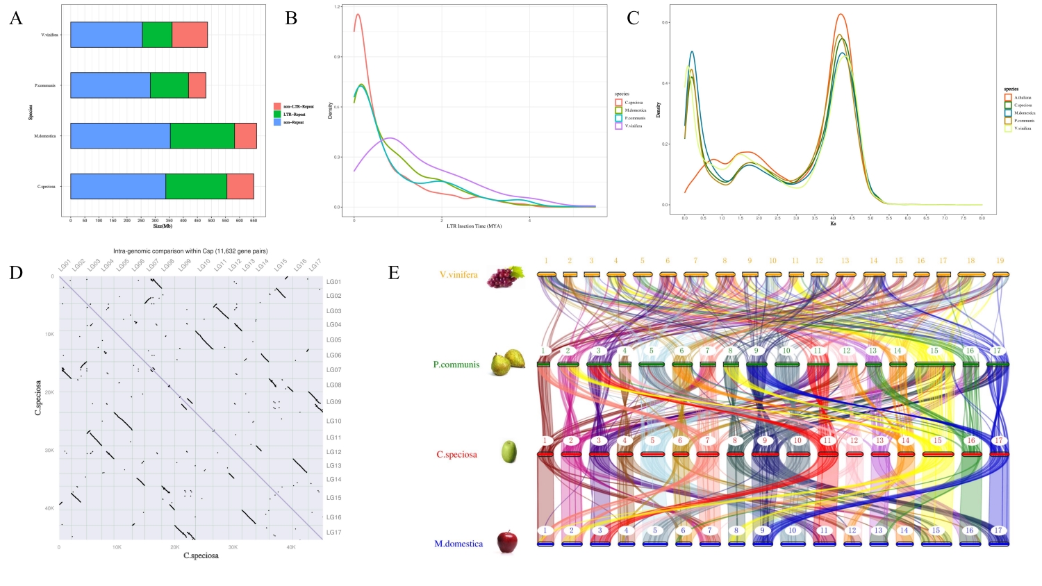 图3 皱皮木瓜的WGD特征、共线性和染色体进化