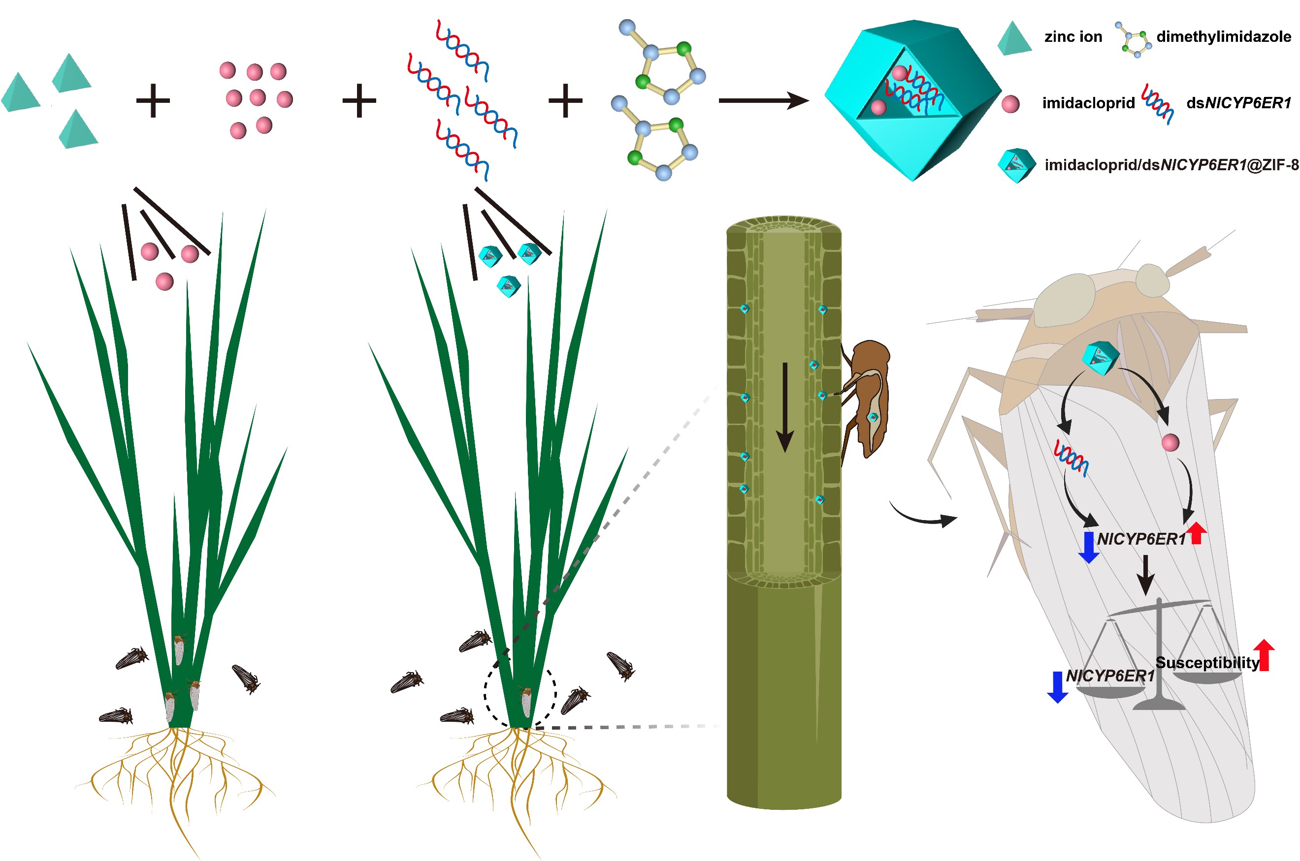 图2 纳米农药的制备及作用机制
