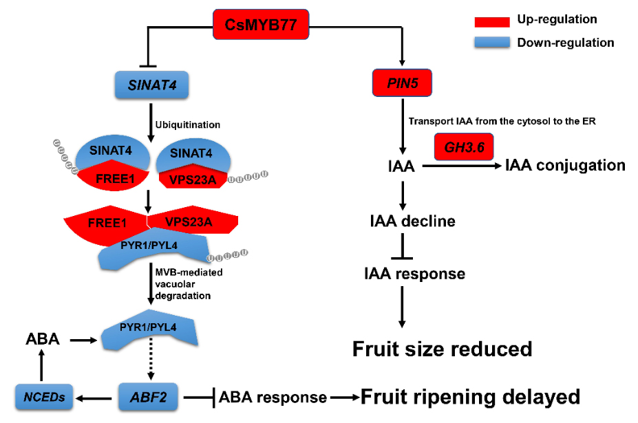 图1 CsMYB77调控柑橘果实成熟和果实大小的分子机制
