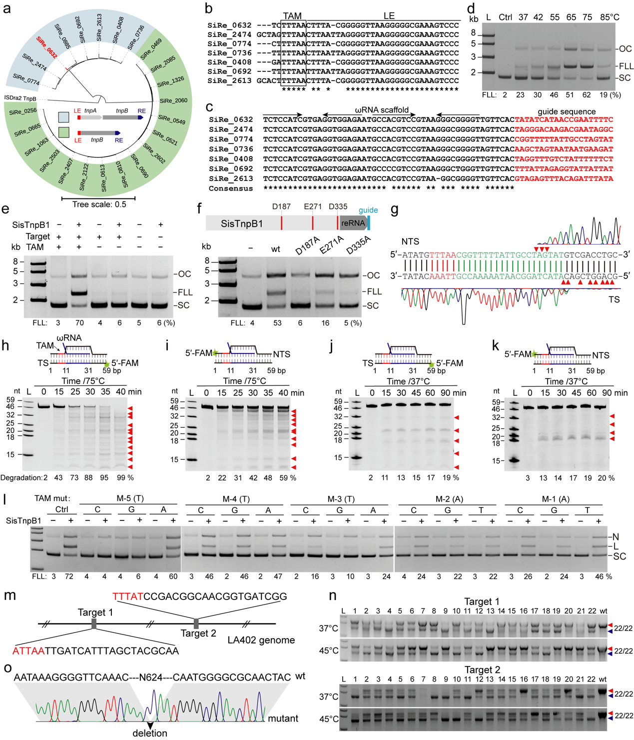 图1. 鉴定全球首个来自古菌的微型编程酶性核酸酶系统SisTnpB1并开发为高效的基因编辑工具