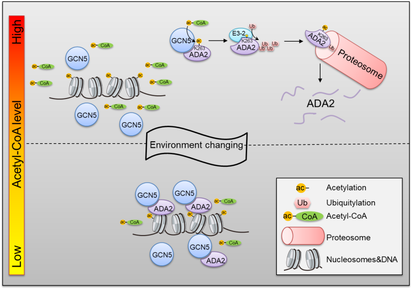 图1 ADA2 感知乙酰辅酶A变化，调节 HAT 活性和组蛋白乙酰化平衡的分子机制
