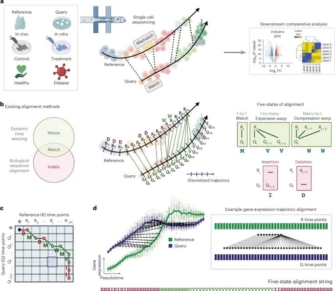 Nature Methods：精准基因比对新突破！Genes2Genes框架助力单细胞轨迹分析_生物科技_健康一线资讯