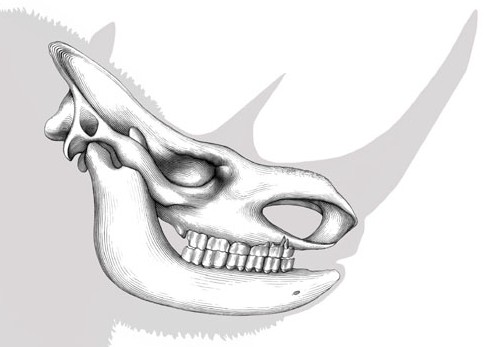 1206594pmc:pmid:out of tibet: pliocene woolly rhino suggests