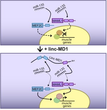 cell四篇文章聚焦抗癌新基因网络