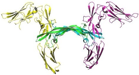 jcellsci鉴定出指示重编程皮肤细胞修复潜能的表观遗传标记