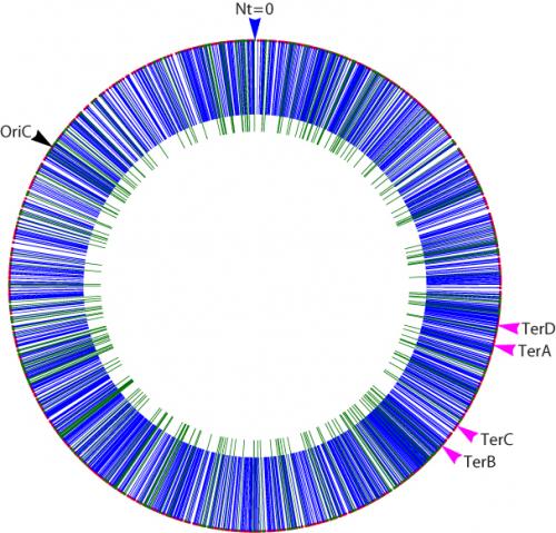 大肠杆菌基因组图片