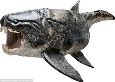 尖齿盾皮鱼图片