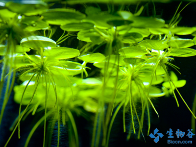 Iecr 以浮萍为廉价原料制生物燃料 华人研究专区 生物谷