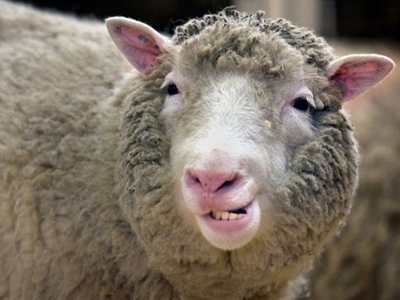 日本科学家25次克隆 培育出581只老鼠一模一样