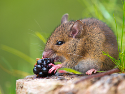 保持年轻态,饮食低热量