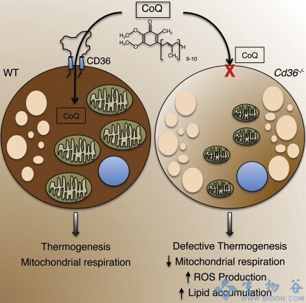 他們發現棕色脂肪細胞表面清道夫受體cd36能夠驅動線粒體電子傳遞鏈