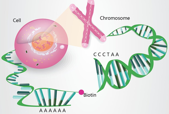 安诺优达陈重建：单细胞测序再创新突破，安诺基因建立国内首家基因组与转录组平行测序技术平台