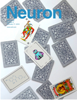 Neuron：新研究识别促进神经系统修复的特定基因网络
