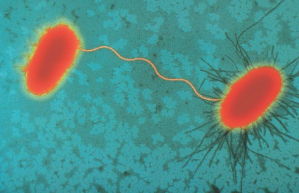 cell科學家揭示人類微生物組中特殊菌毛的形成機制