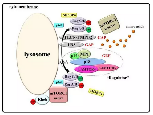 mtorc1的活化过程进一步的研究揭示了抗原刺激影响mtorc1水平的机制