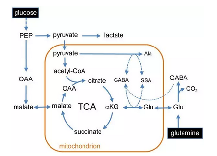 nature子刊30结直肠癌细胞的命门竟是一个氨基酸