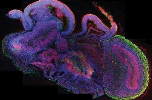 科學家深度解讀機體大腦的奧秘 - 組學專區 - 生物谷