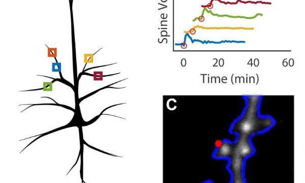 其他神经元传导信号的叫做树突棘的小突起会根据刺激生长并改变形状