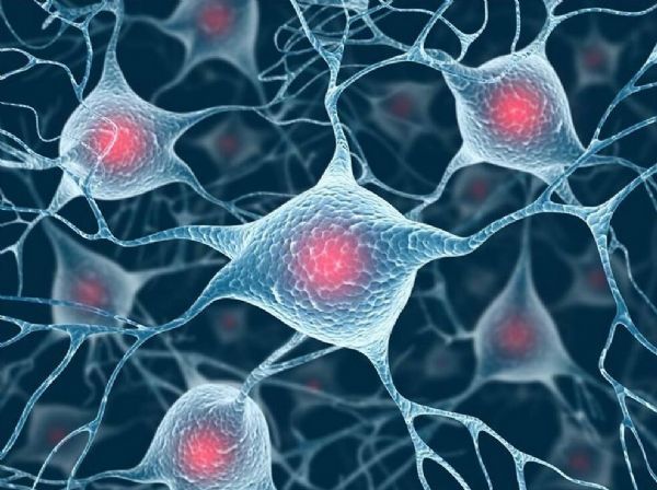 intjneuropsy重磅科学家揭示炎症影响脑细胞寿命的分子机制