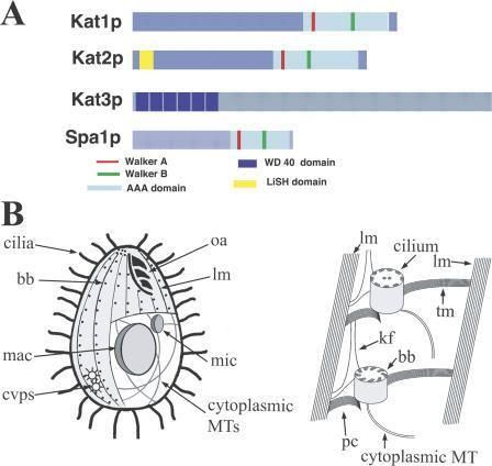 四膜虫不是昆虫是比草履虫更娇小可爱的模式物种