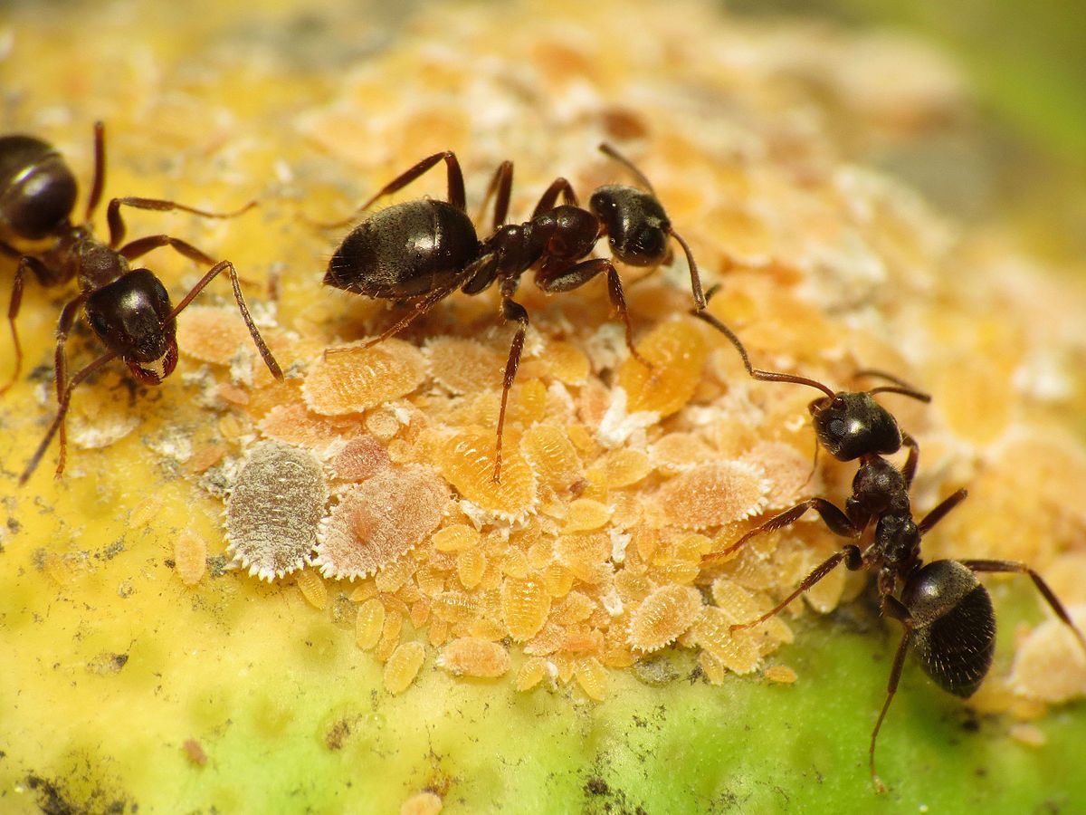 蚂蚁的寿命有多长？蚁后可以活50年，雄蚂蚁就很悲惨了_365百科 - MdEditor