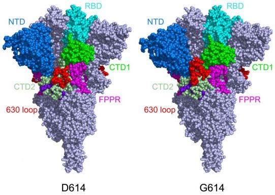 Science 更稳定的刺突蛋白解释了新冠病毒d614g变种更快传播 华人研究专区 生物谷