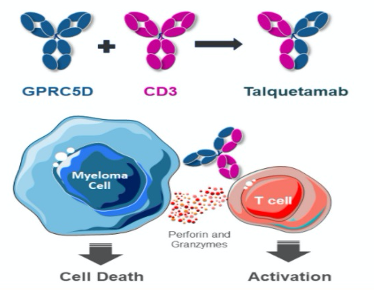 GPRC5DxCD3双特异性抗体！强生talquetamab治疗复发/难治性多发性骨髓瘤 