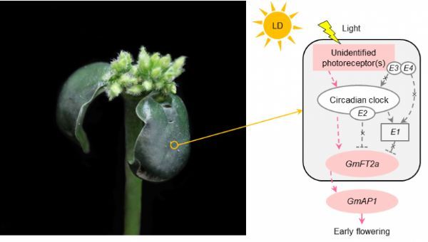 plant, cell & environment:揭示幼苗子葉助力早熟大豆適應高緯長日