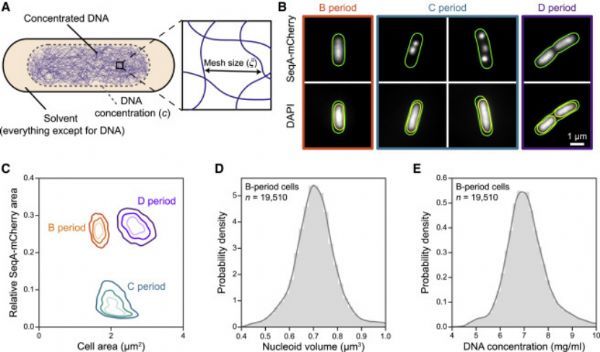 cell 重磅揭示大肠杆菌染色体折叠模式及影响因素